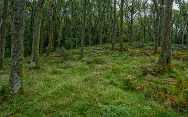 forest with many ferns