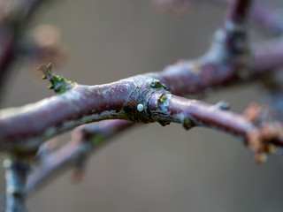 Brown Hairstreak Egg on Blackthorn