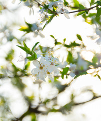 Sunny blossom flowers branch tree