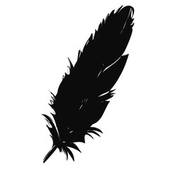 silhouette of bird feather