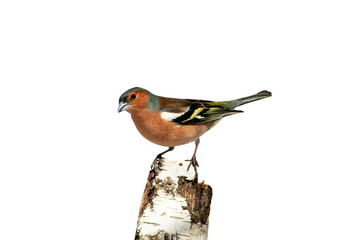 portrait of a small songbird Finch stands on a birch tree on a white isolated background