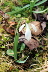 Solo blooming snowdrop