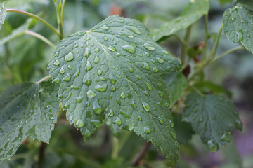 morning dew drops