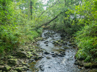 Obraz premium little wild creek with many plants around it
