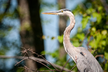 Great Blue Heron standing on a tree branch. 