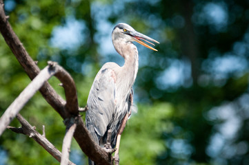 Great Blue Heron standing on a tree branch. 