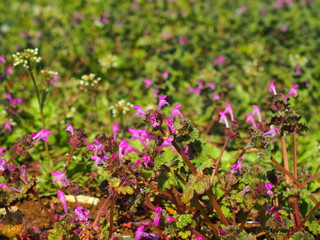 休耕地に咲く仏の座