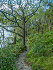 Fototapeta premium hiking path next to a lake (loch lomond) in a green forest