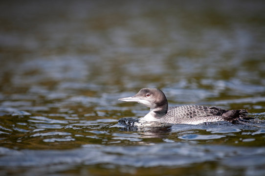 Juvenile common loon resting at the surface of a lake