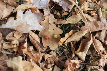autumn oak leaves