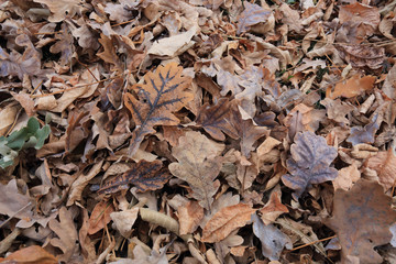 autumn oak leaves