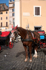 Naklejka na ściany i meble Roma, Italy - February 09, 2019 : horses carriage in Pantheon square
