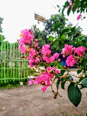 flowers in the garden