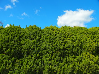 コニファーと青空