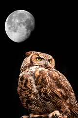 Great Horned Owl with Moon in the Night Sky