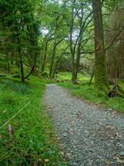 Obraz premium hiking path through a green forest