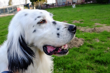 Outdoor Portrait of a wonderful English Setter, black and white