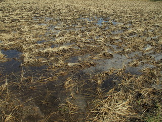 春の雨の翌日の田圃風景