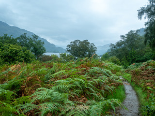 Fototapeta na wymiar hiking path next to a lake with many fern