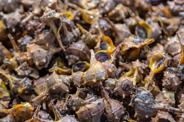 Conch whelks at seafood market. Closeup