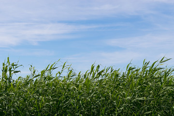 Obraz premium Green reed at the seaside and blue sky background.