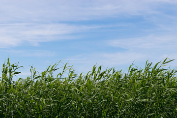 Green reed at the seaside and blue sky background.