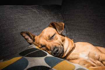 Young brown dog sleeping on a sofa - cute pet photography - rescue dog relaxed in the house