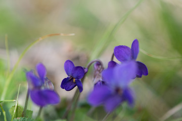 violet viola odorata close up with field backgroun, springtime