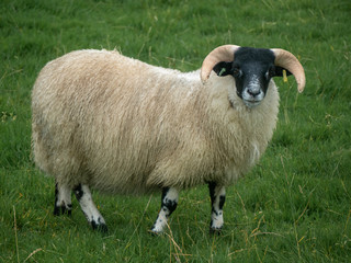 Fototapeta premium scottish sheep on a meadow