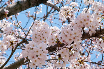 Scientific name is Cerasus ×yedoensis (Matsum.) Masam. & Suzuki ‘Somei-yoshino. 