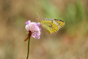 gelber Schmetterling auf rosa Blüte