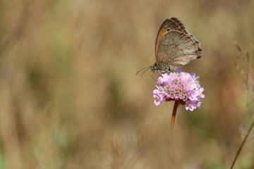 Schmetterling Kleines Wiesenvögelchen auf rosa Blüte