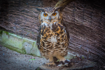 Owl looking around on a branch