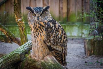 Owl looking around on a branch