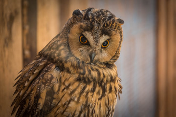 Owl looking around on a branch