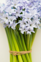 Close Up Of Blue Spring Flowers Hyacinths On A White Background