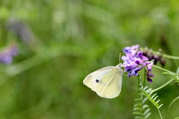 Schmetterling-Kohlwei&szlig;ling- auf einer Bl&uuml;te