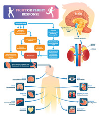 Fight or flight response vector illustration. Labeled organ response scheme © VectorMine
