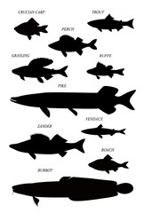 Freshwater fish. Vector drawing silhouettes set.