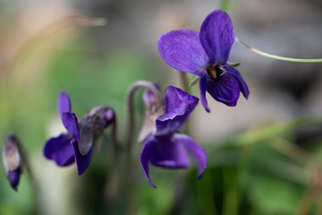 violet viola odorata close up with field backgroun, springtime