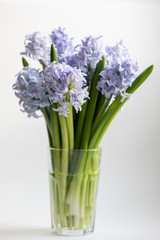 Little Bouquet Of Blue Spring Flowers Hyacinths Stands On White Background In A Faceted Glass Of Water Instead Of A Vase.