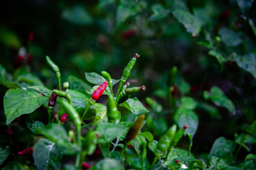 Thai pepper or Chilli Padi, Bird Chilli, Prik ( Capsicum annuum ) on the trees.