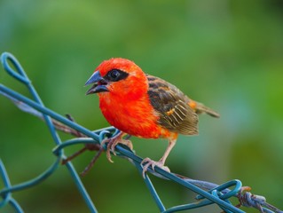 Red Fody bird perching on barbed wire fencing