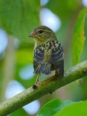 Foudia Madagascariensis in natural habitat