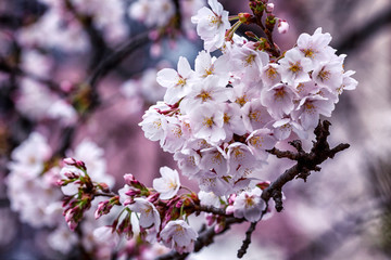 Branch of blossoming pink sakura, close-up