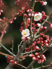 雨上がりの白梅