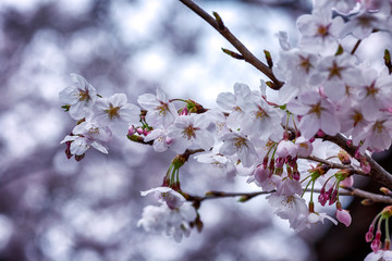 Branch of blossoming pink sakura, close-up