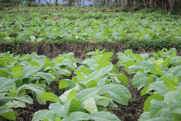 tobacco fields in probolinggo, Indonesia