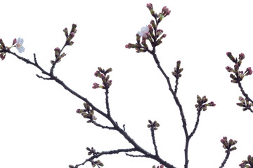 Sakura branch with unopened buds, isolated on white background