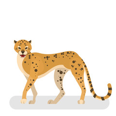 African wild cheetah. Leopard in a wildlife.